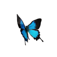 3d cobalt blue butterfly isolated png