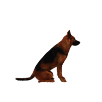 deutscher Schäferhund png