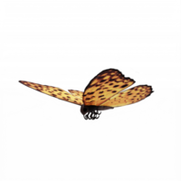 papillon 3d isolé png