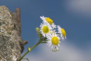 daisy isolated on green photo