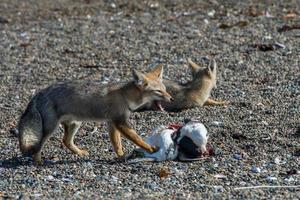 grey fox eating a penguin on the beach photo