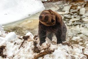 bear portrait in the frozen lake while stretching photo