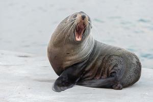 Australia Fur seal close up portrait while growling photo