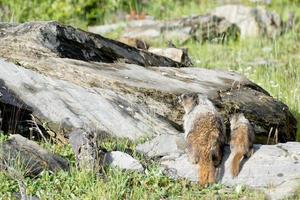 Canadian Marmot Portrait photo