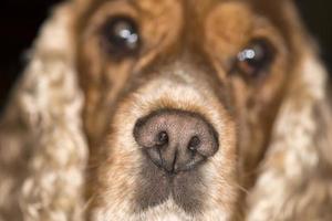 dog nose macro photo