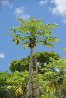 papaya on a tree ready for harvest photo
