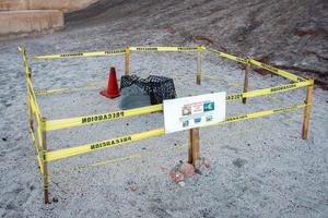 sea turtle nest on sand photo