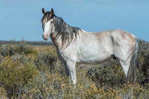 caballo salvaje blanco sobre fondo de cielo azul foto