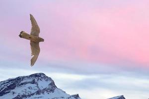 halcón peregrino volando sobre fondo de puesta de sol de montaña nevada foto