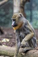 Isolated Mandrill Monkey portrait photo