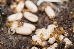 Yellow Ants inside anthill while moving eggs photo