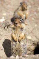 Ground squirrel portrait photo