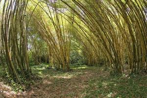 Inside a bamboo forest photo