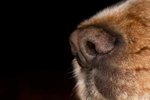 dog nose macro photo