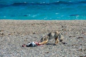 grey fox eating a penguin on the beach photo