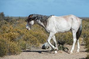 white wild horse on blue sky background photo