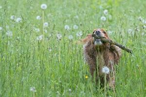 English puppy cocker spaniel on the grass background photo