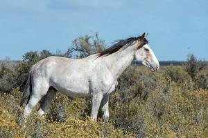 white wild horse on blue sky background photo