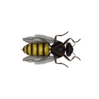 3d honey bee isolated png