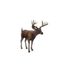 3d cervo isolato png