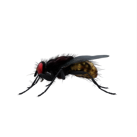 3d mosca domestica esotico isolato png