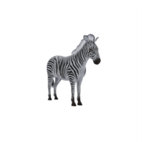3d zebra isolato png