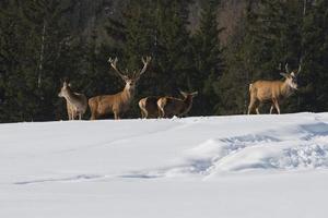 Deer Family in snow and forest background photo