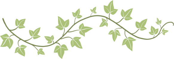 Simplicity ivy freehand drawing flat design. png