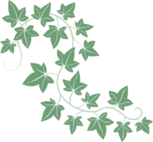 Simplicity ivy freehand drawing flat design. png