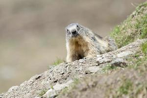 Marmot portrait while looking at you photo