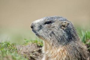 Retrato de marmota de cerdo molido mientras te mira foto