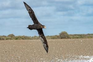 patagonia petrel bird while flying photo