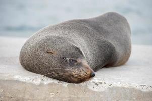 retrato de cierre de foca de piel de australia mientras se relaja foto