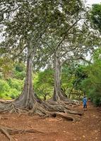 Inside tropical rainforest in Hawaii set of pirates of caribbean photo