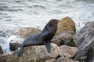 Australia Fur seal close up portrait photo