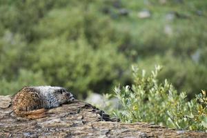 Rocky Mountains Canadian Marmot Portrait photo