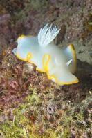 White Nudibranch in the sea photo