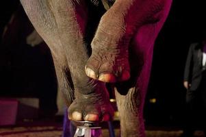 circus elephant close up photo