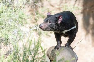 retrato de cerca del diablo de tasmania foto