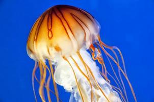 Jellyfish in the deep blue background photo