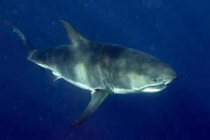 Great White shark ready to attack from deep blue photo