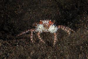 Boxer crab underwater close up portrait macro photo