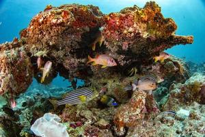 Maldives corals house for Fishes photo