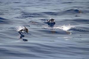 Striped dolphin stenella while jumping photo