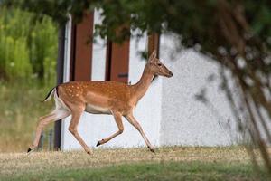 fallow deer at night isolated looking at you photo