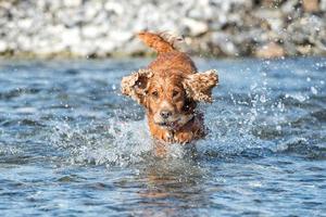 Happy Dog English cocker spaniel while running to you photo