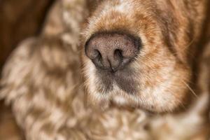macro nariz de perro foto