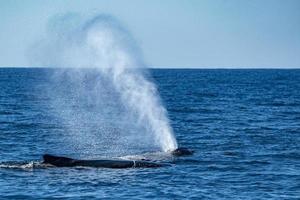 mother and calf humpback whale in pacific ocean photo