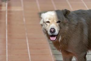 white wolf dog while looking at you photo