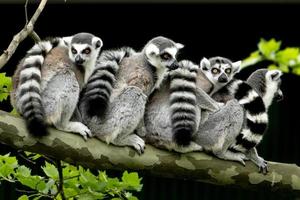 lemur monkey on a tree photo